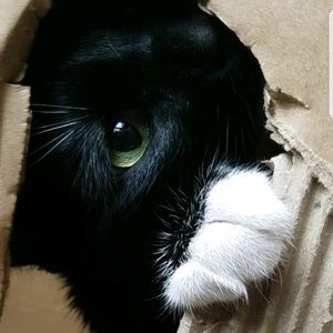 Meet your Posher, Hunter